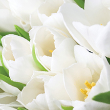 MegaTulip Ltd