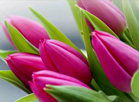 Fresh Cut Flowers