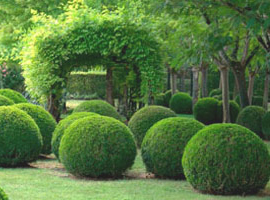Evergreen seedlings