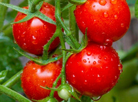 Vegetable Seeds