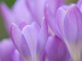 Bulbs, Tubers, Rhizomes 